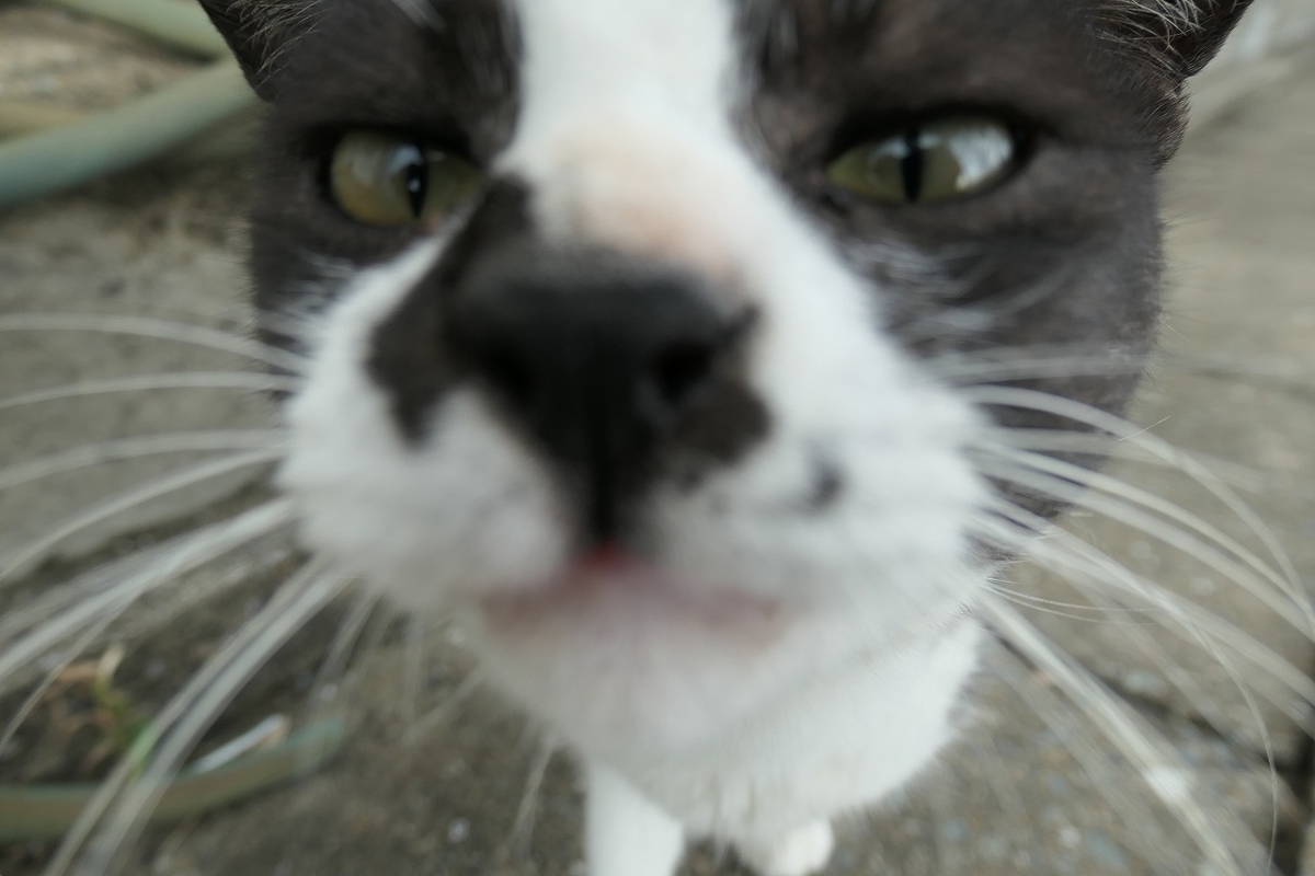 f:id:nekomitsudo:20200919152257j:plain