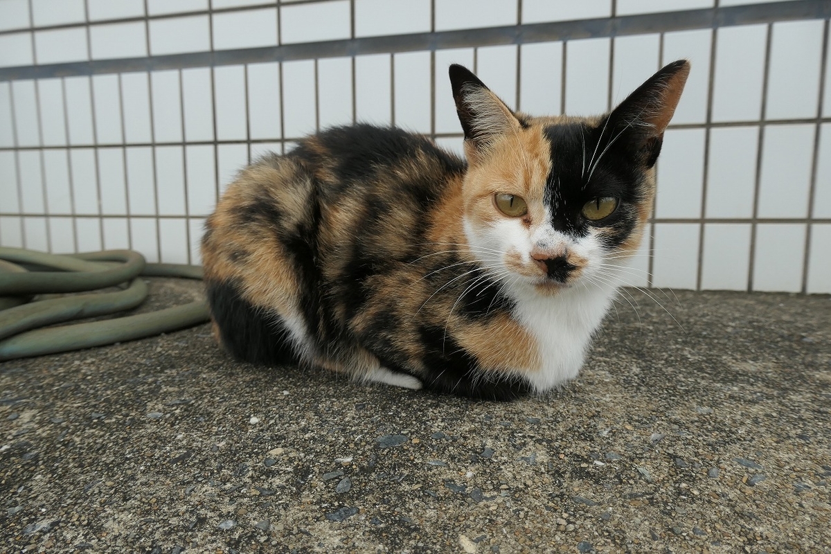 f:id:nekomitsudo:20200919152302j:plain