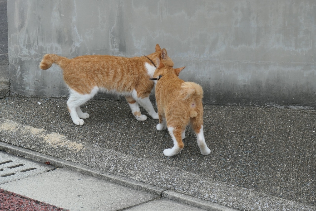 f:id:nekomitsudo:20200919152305j:plain