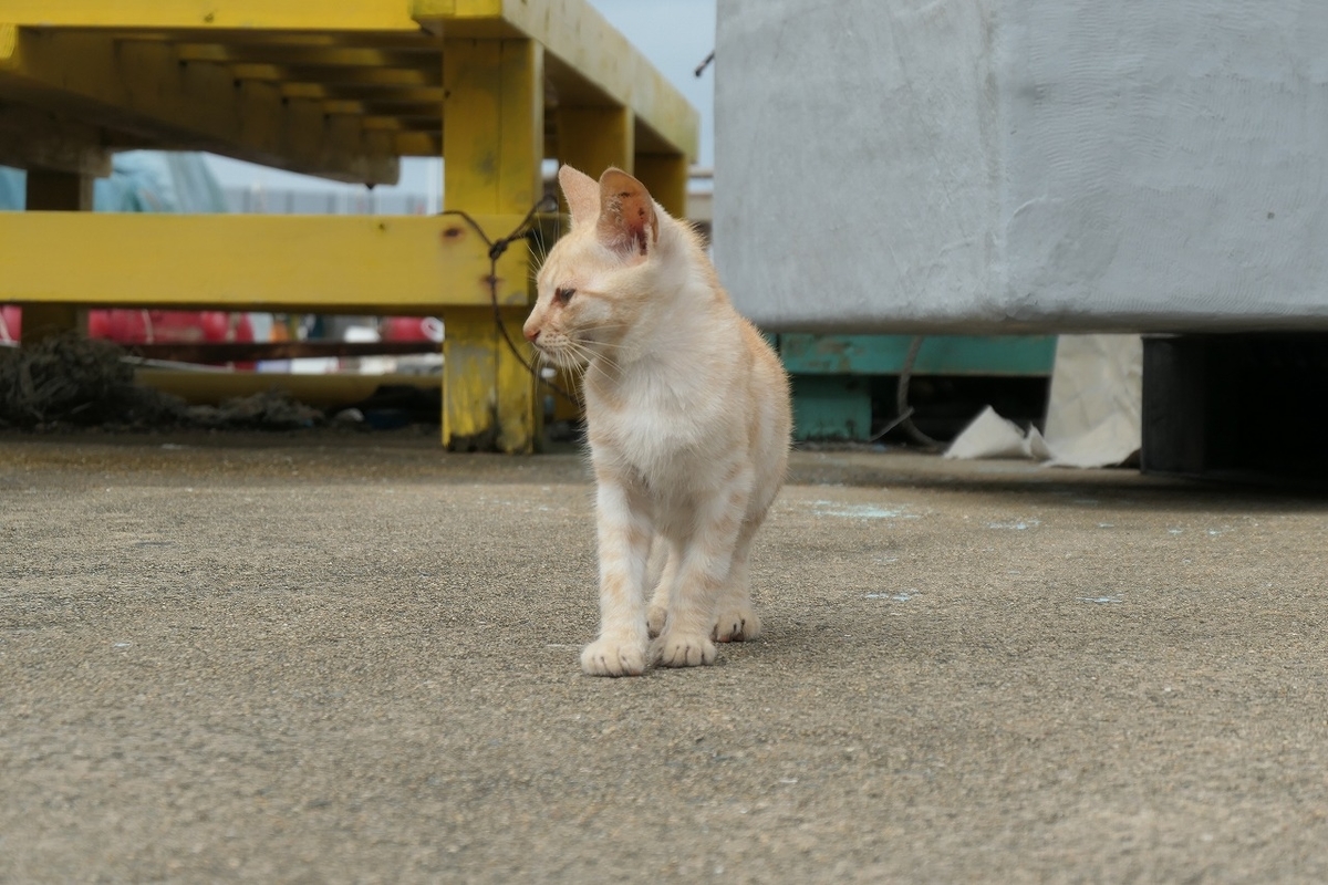 f:id:nekomitsudo:20200919152318j:plain