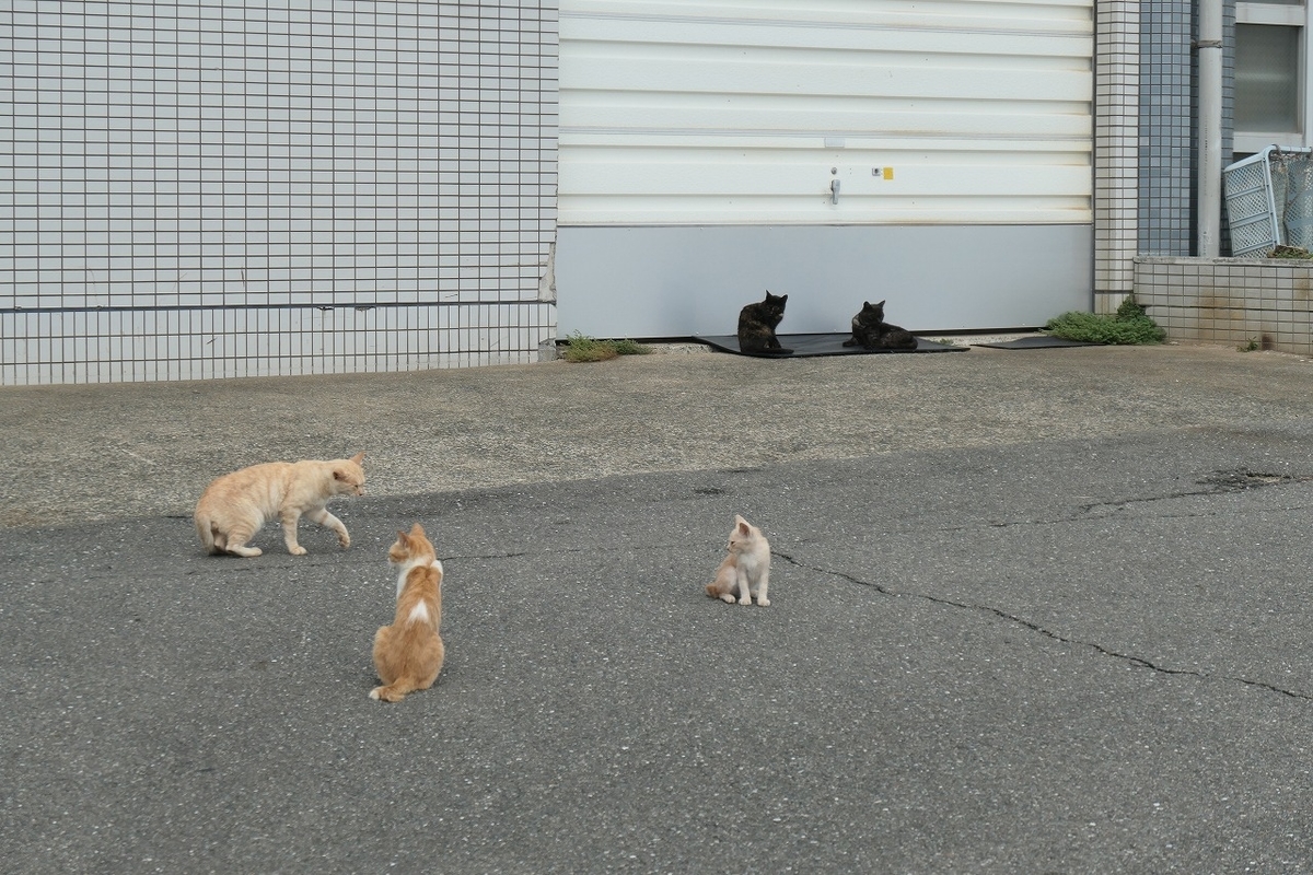 f:id:nekomitsudo:20200919152322j:plain