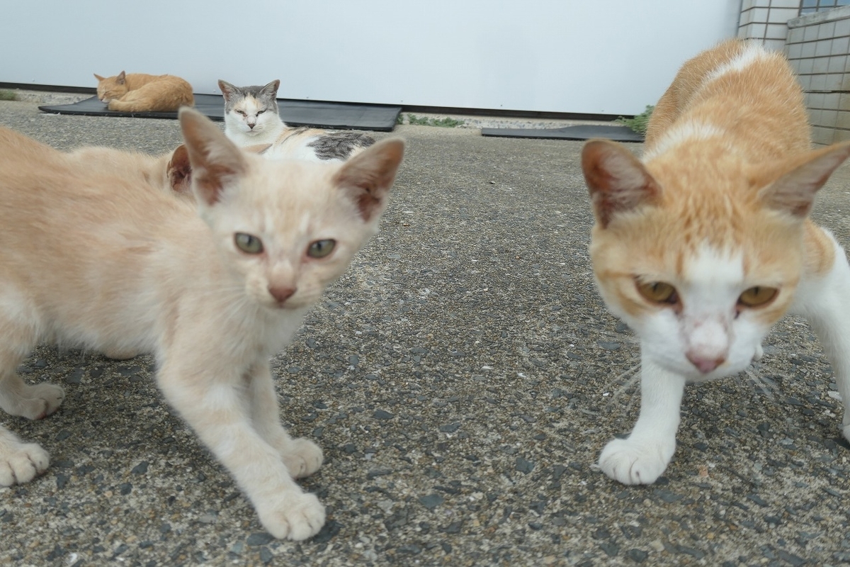 f:id:nekomitsudo:20200919152327j:plain