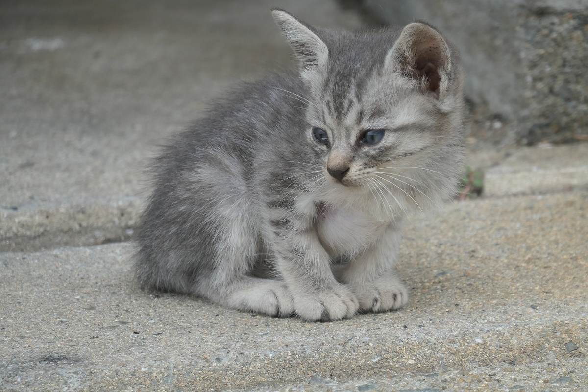 f:id:nekomitsudo:20200919152334j:plain
