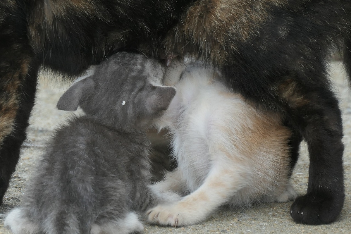 f:id:nekomitsudo:20200919152347j:plain