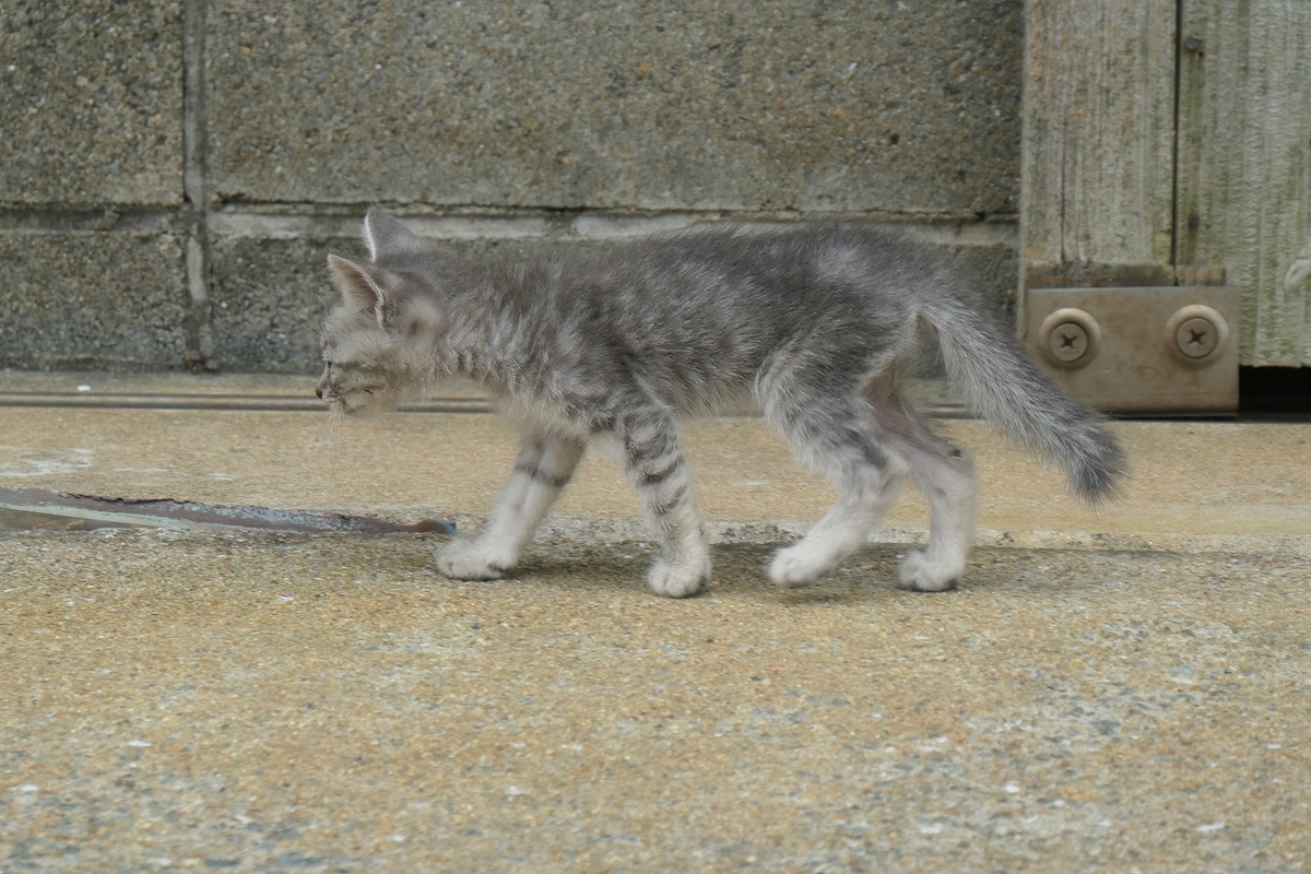 f:id:nekomitsudo:20200919152354j:plain