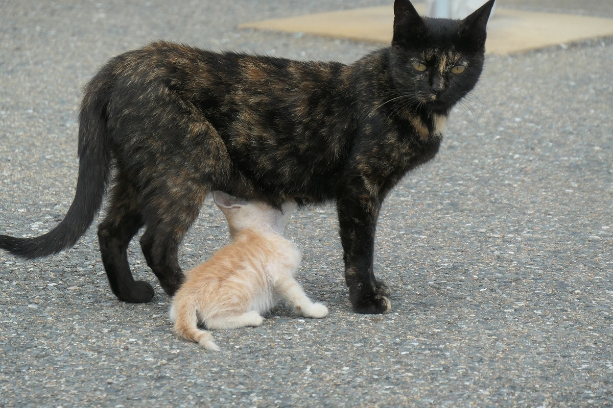 f:id:nekomitsudo:20200919152404j:plain