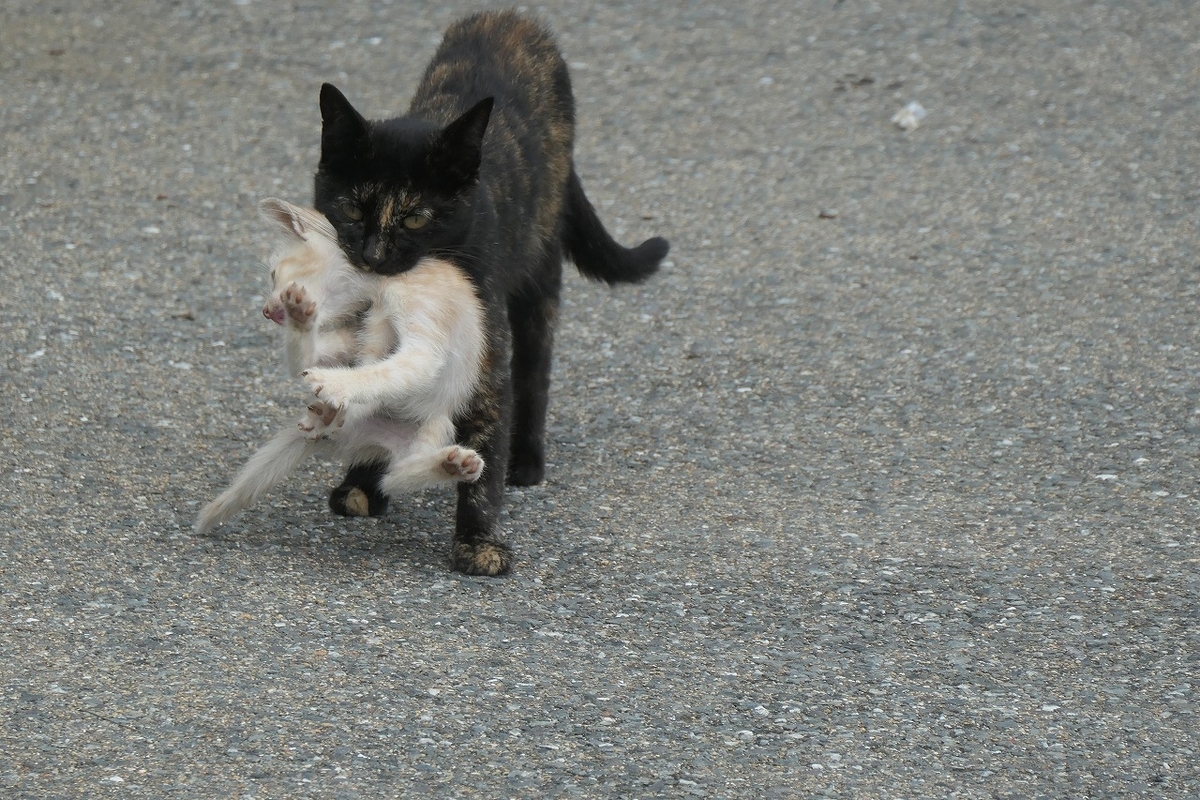 f:id:nekomitsudo:20200919152409j:plain