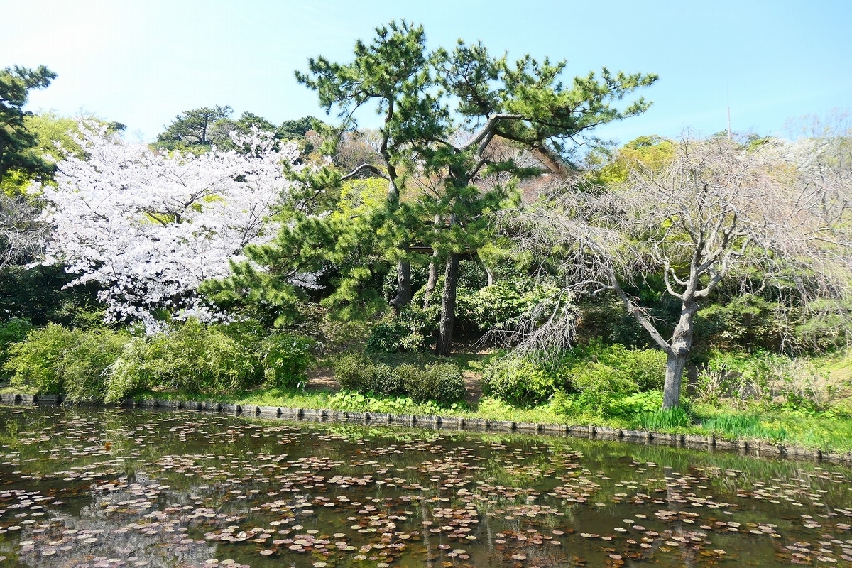 f:id:nekomitsudo:20210328235335j:plain