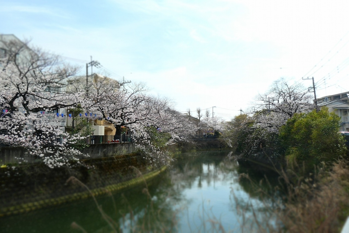 f:id:nekomitsudo:20210329000022j:plain