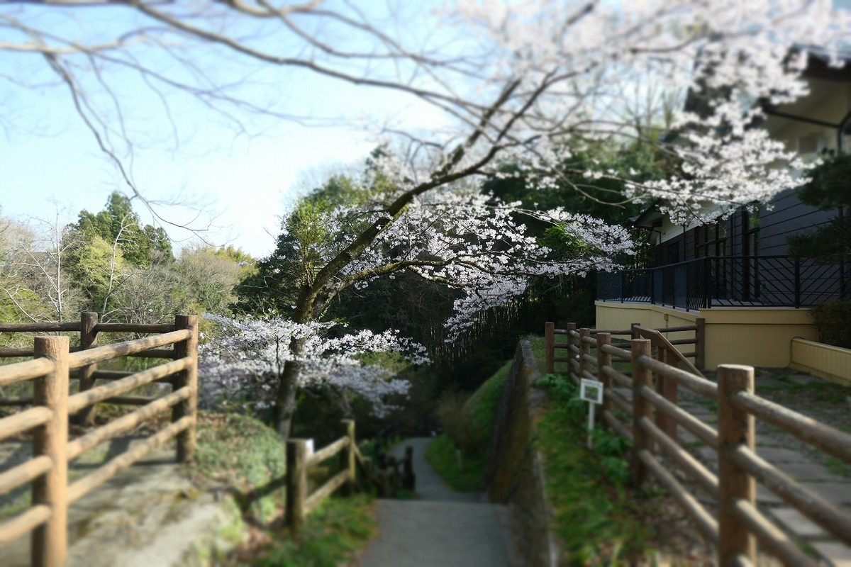 f:id:nekomitsudo:20210403222831j:plain