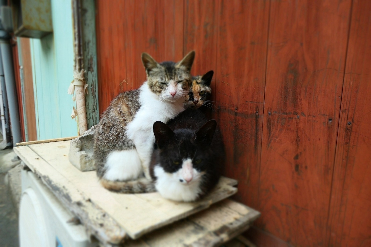f:id:nekomitsudo:20210429214148j:plain