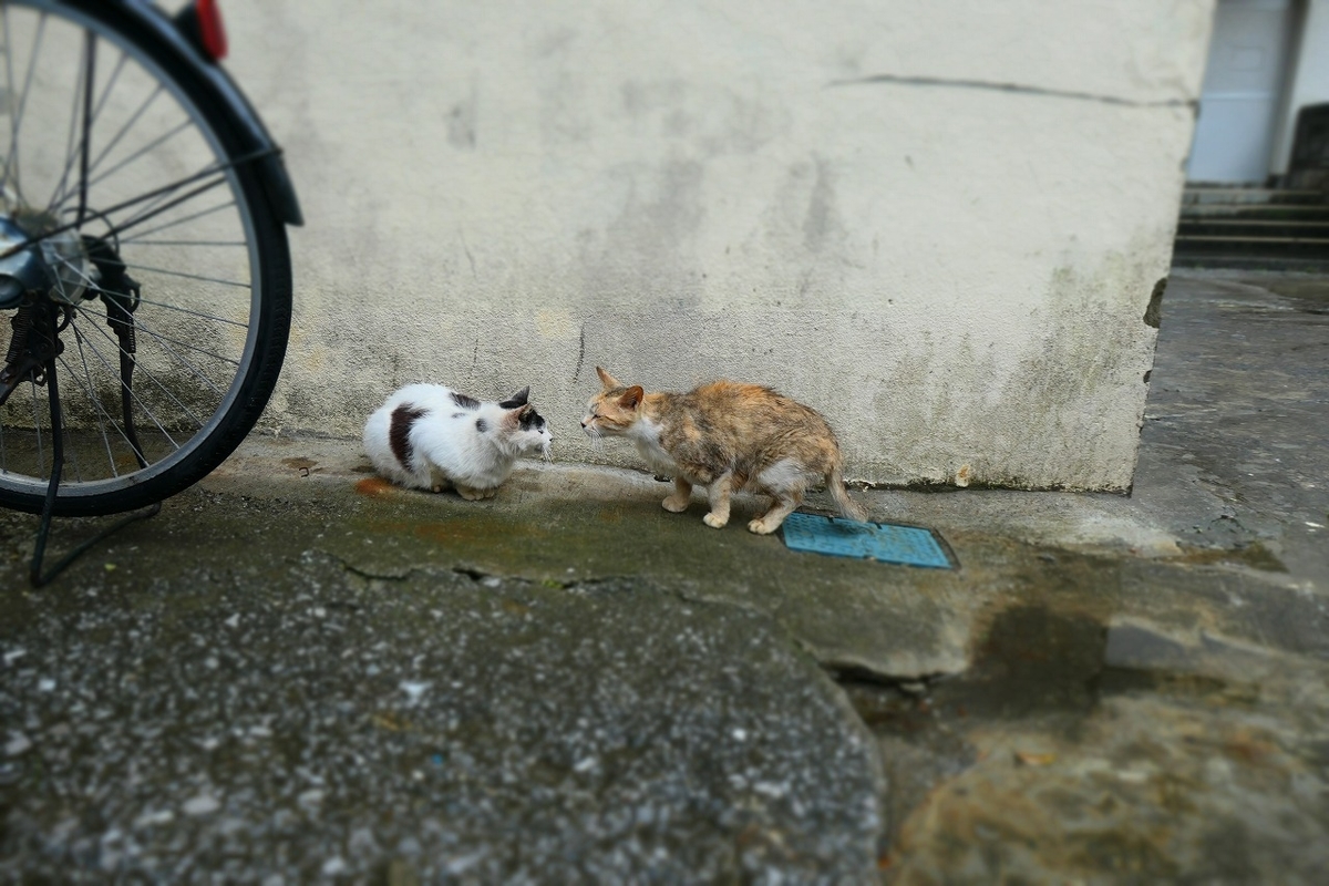 f:id:nekomitsudo:20210429214152j:plain