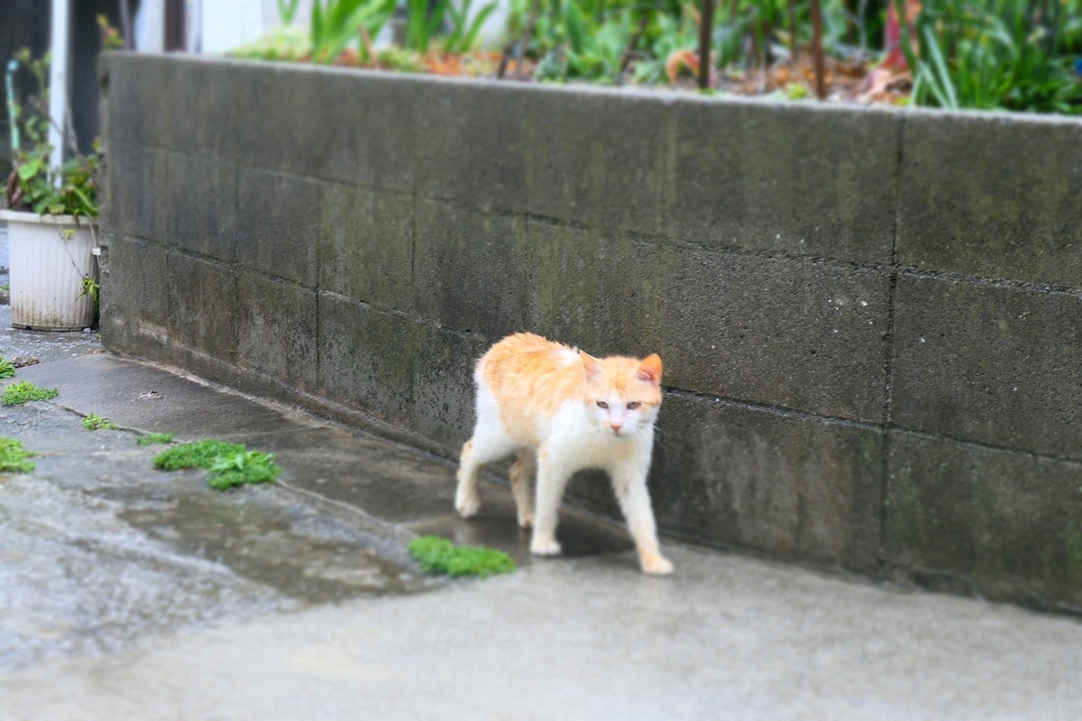 f:id:nekomitsudo:20210429214156j:plain