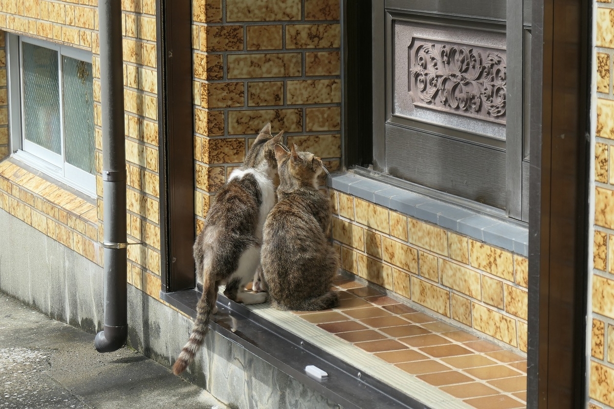 f:id:nekomitsudo:20210429214211j:plain