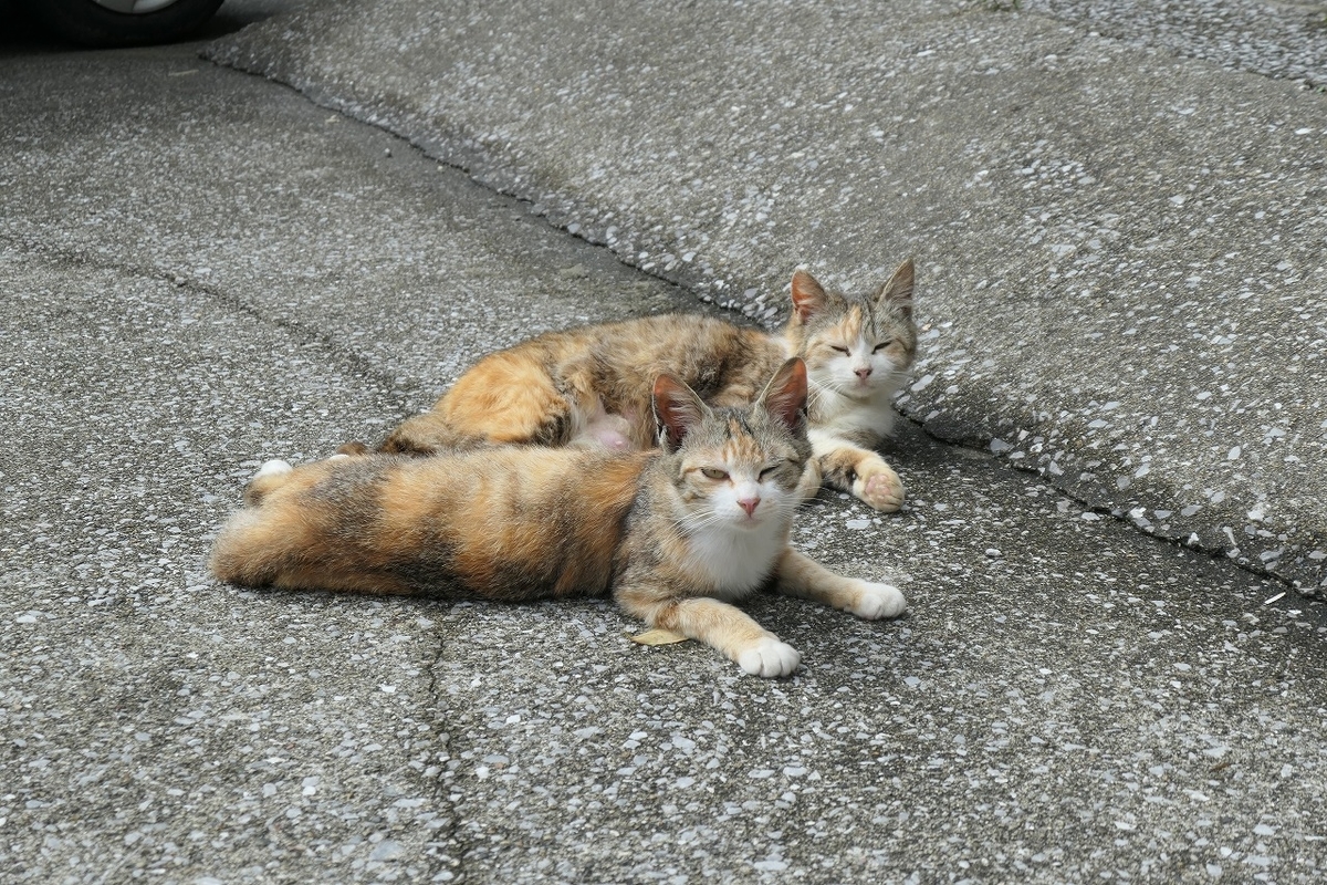 f:id:nekomitsudo:20210429214216j:plain