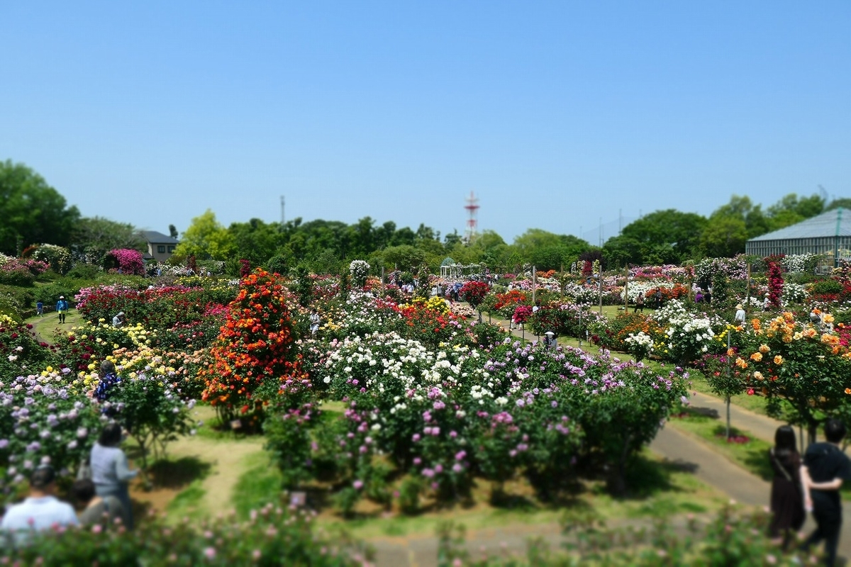f:id:nekomitsudo:20210509231123j:plain