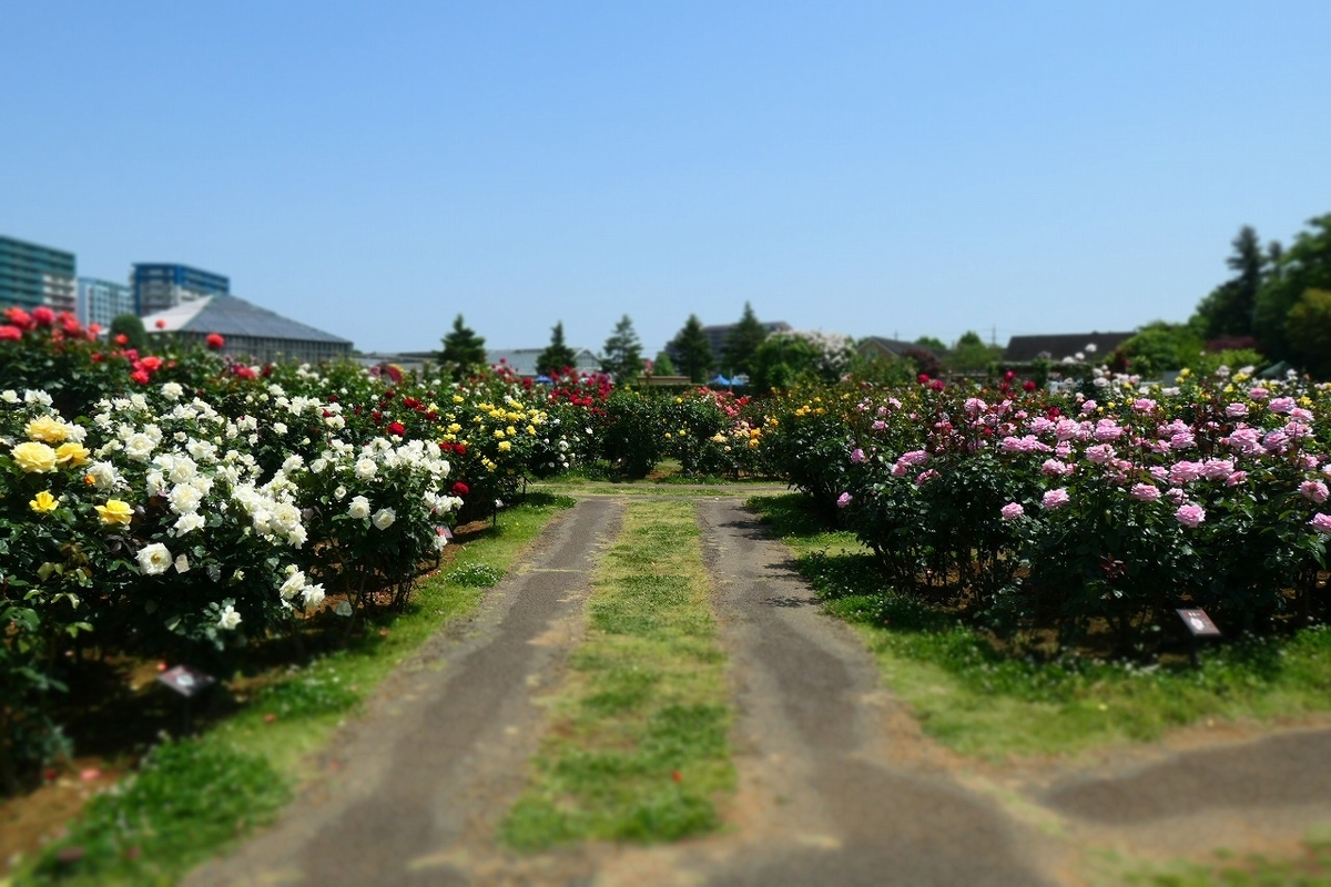 f:id:nekomitsudo:20210509231138j:plain