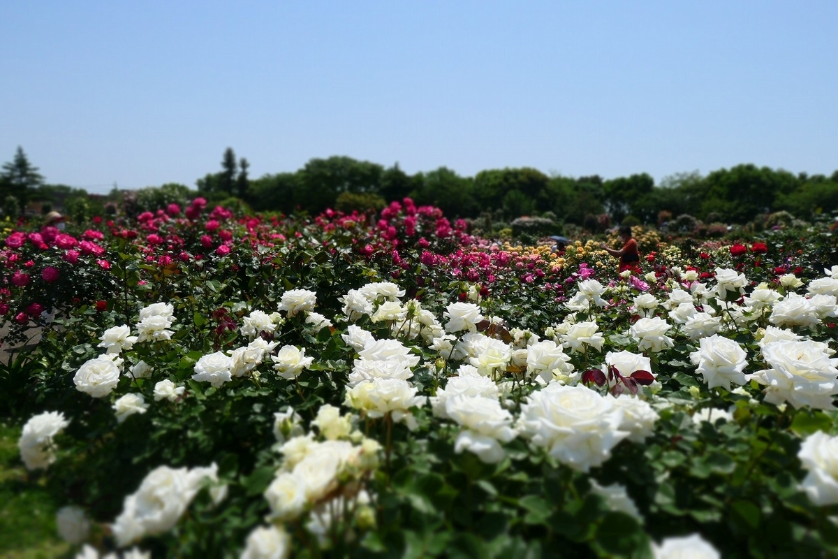 f:id:nekomitsudo:20210509231143j:plain