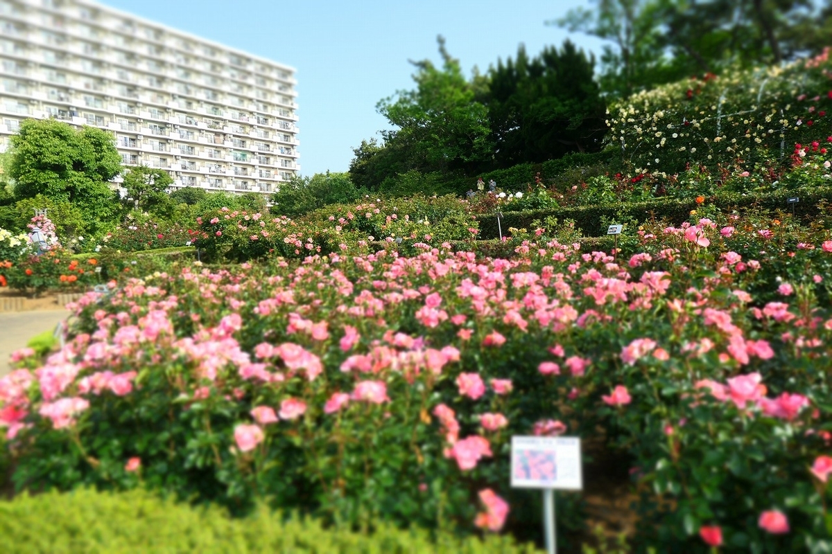 f:id:nekomitsudo:20210509232619j:plain