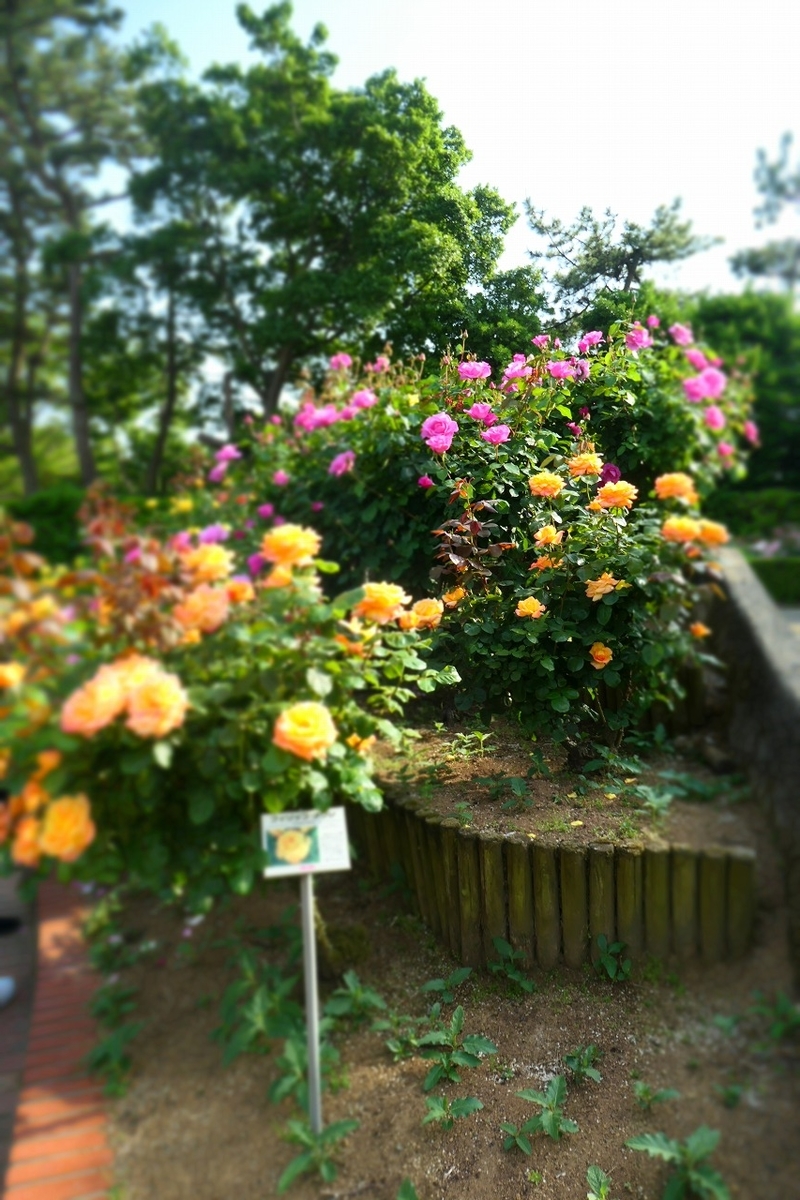 f:id:nekomitsudo:20210509232632j:plain
