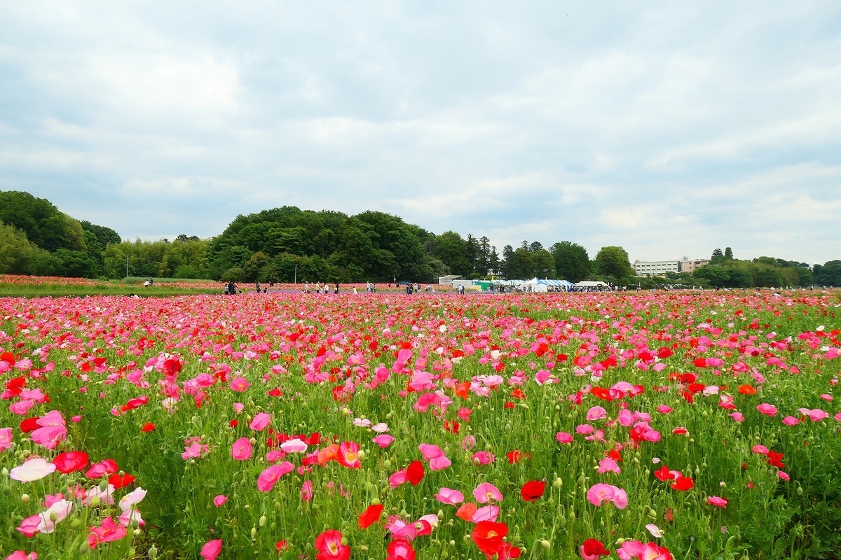 f:id:nekomitsudo:20210516161839j:plain