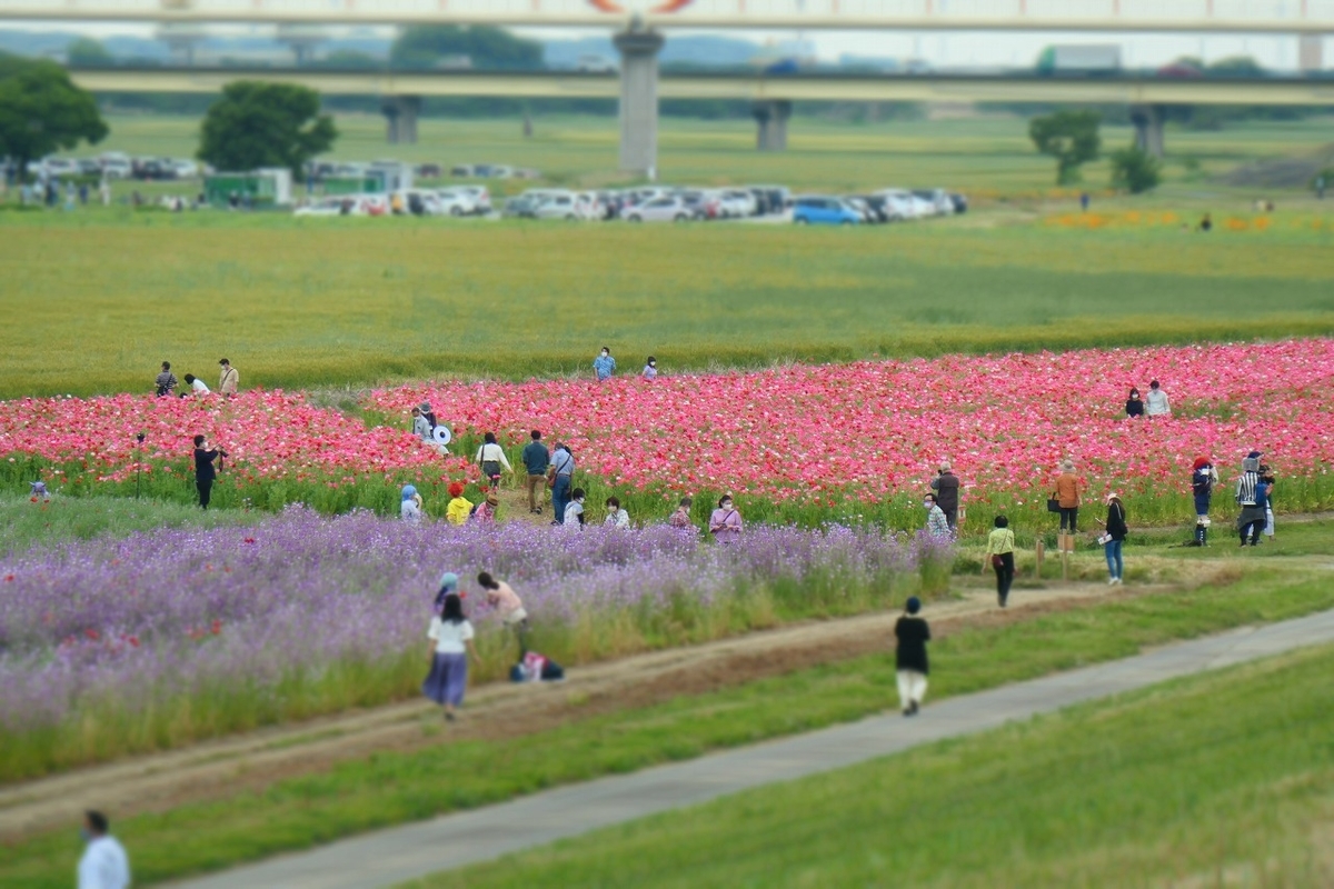 f:id:nekomitsudo:20210516162403j:plain