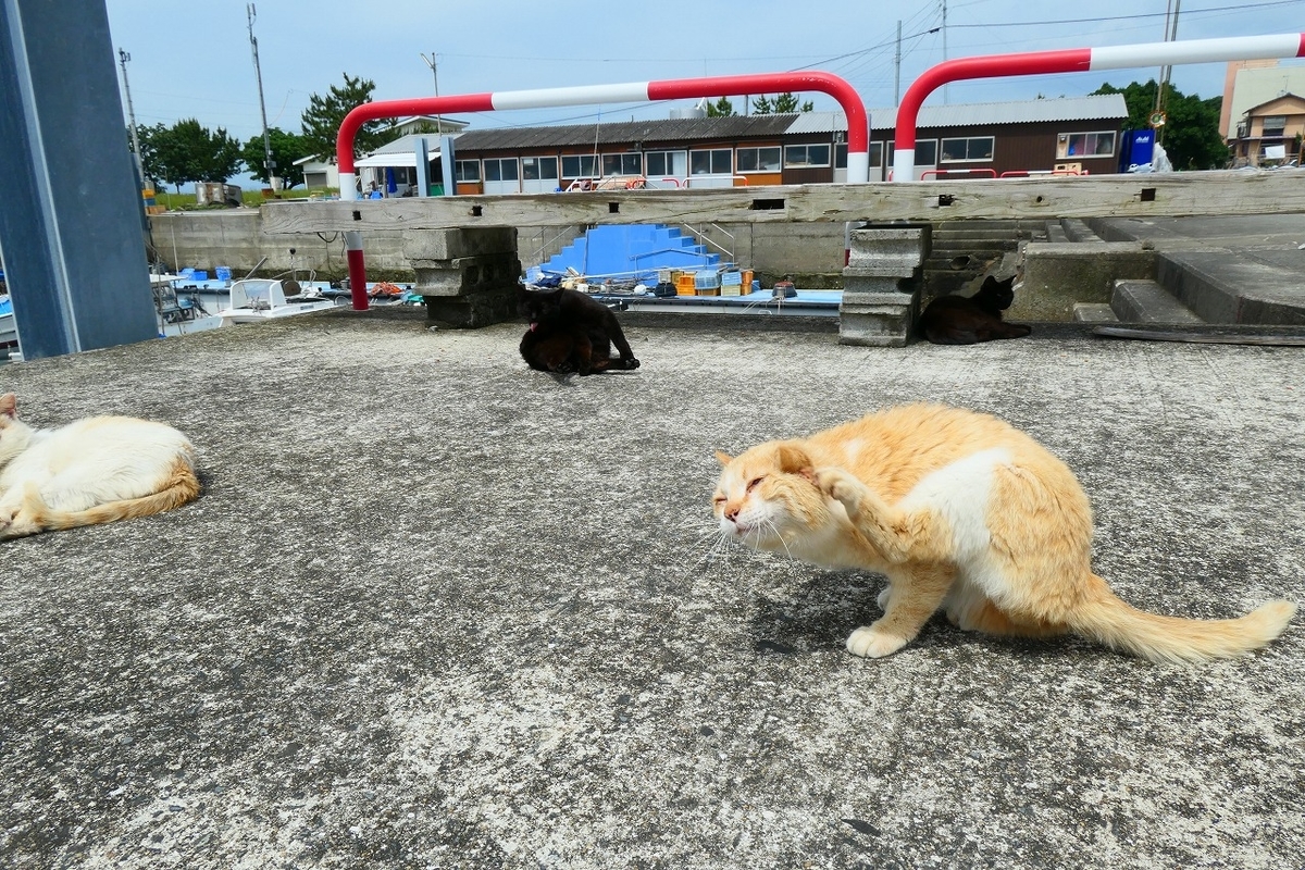 f:id:nekomitsudo:20210530171305j:plain