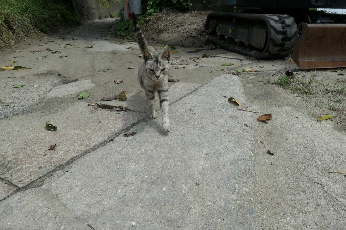 f:id:nekomitsudo:20210530171318j:plain