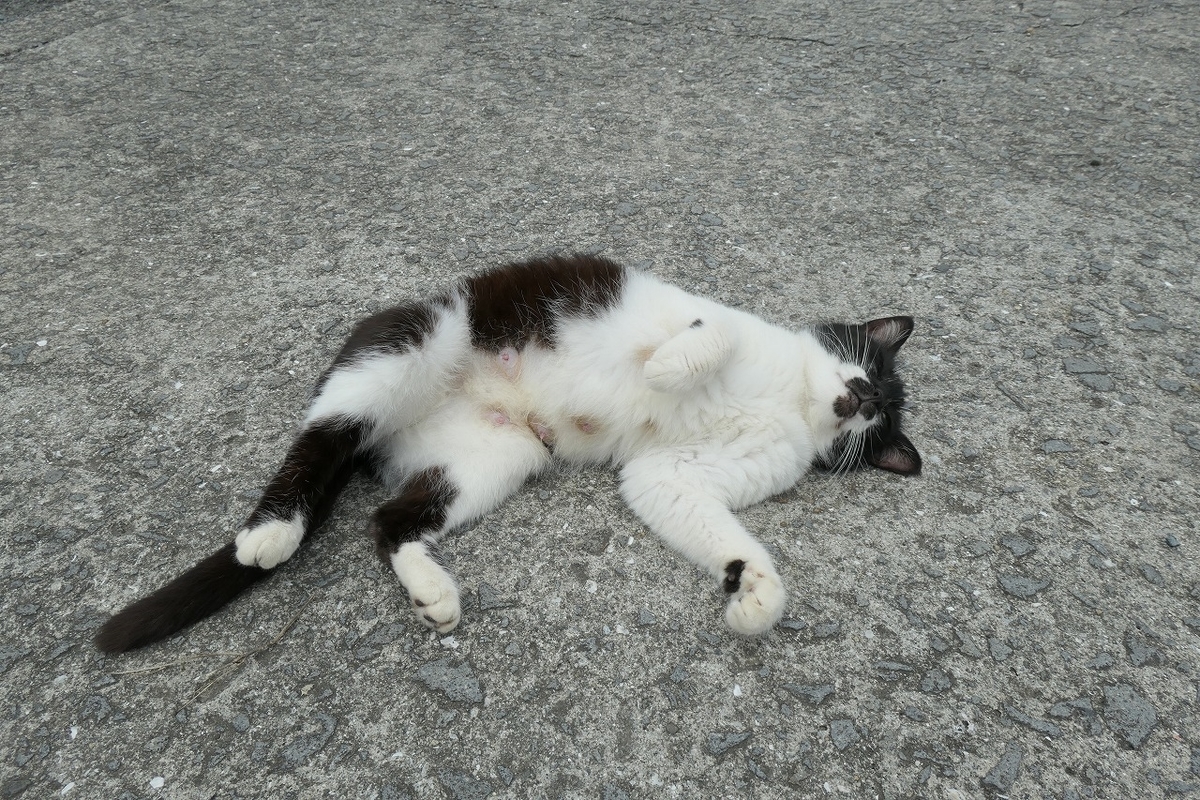 f:id:nekomitsudo:20210530171333j:plain