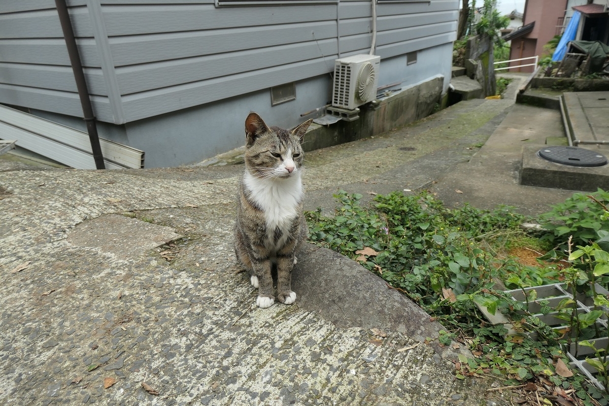 f:id:nekomitsudo:20210530171348j:plain