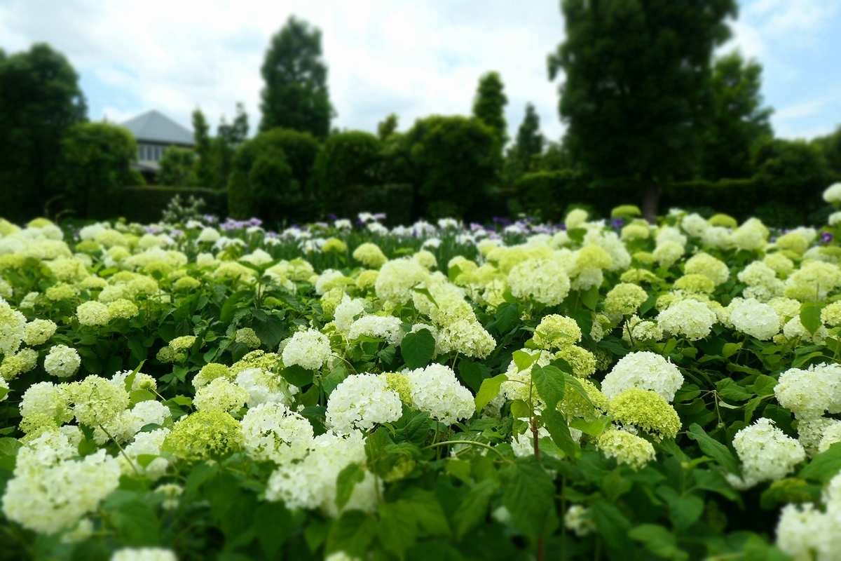 f:id:nekomitsudo:20210627150424j:plain