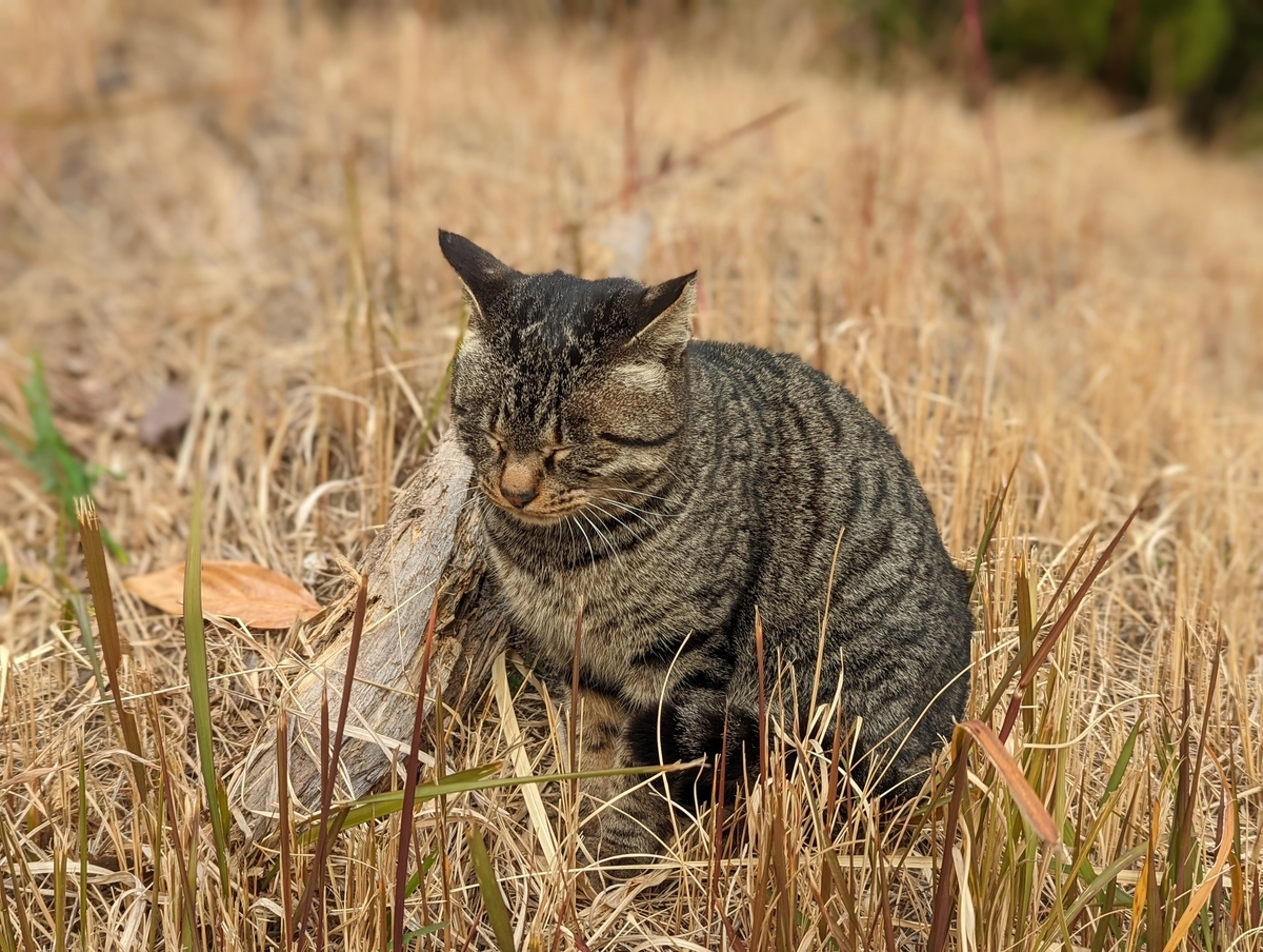f:id:nekomitsudo:20220201233102j:plain