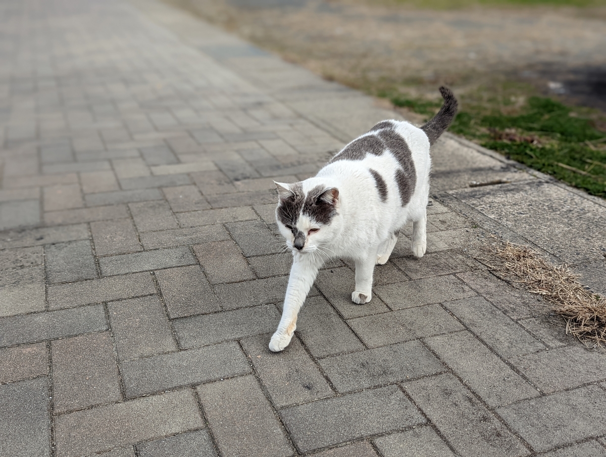 f:id:nekomitsudo:20220201233125j:plain