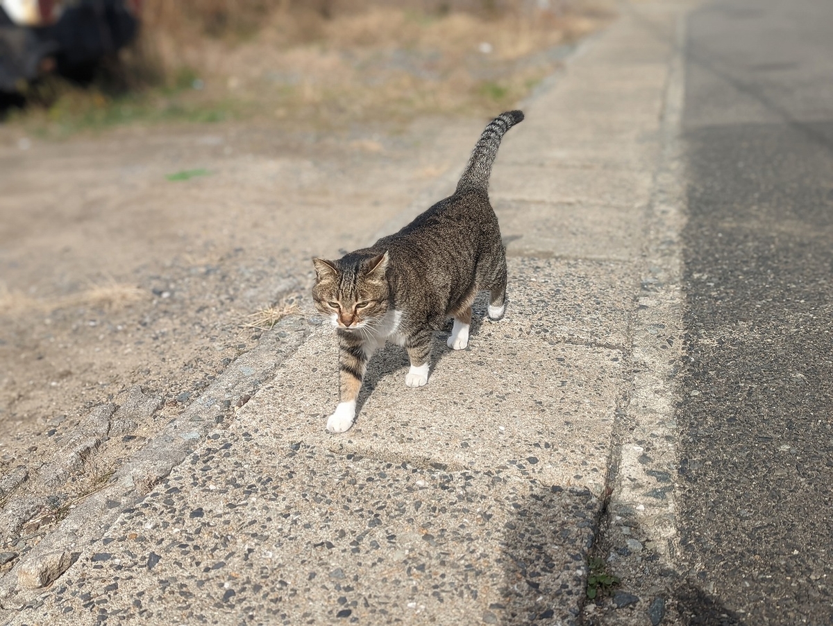 f:id:nekomitsudo:20220201233439j:plain