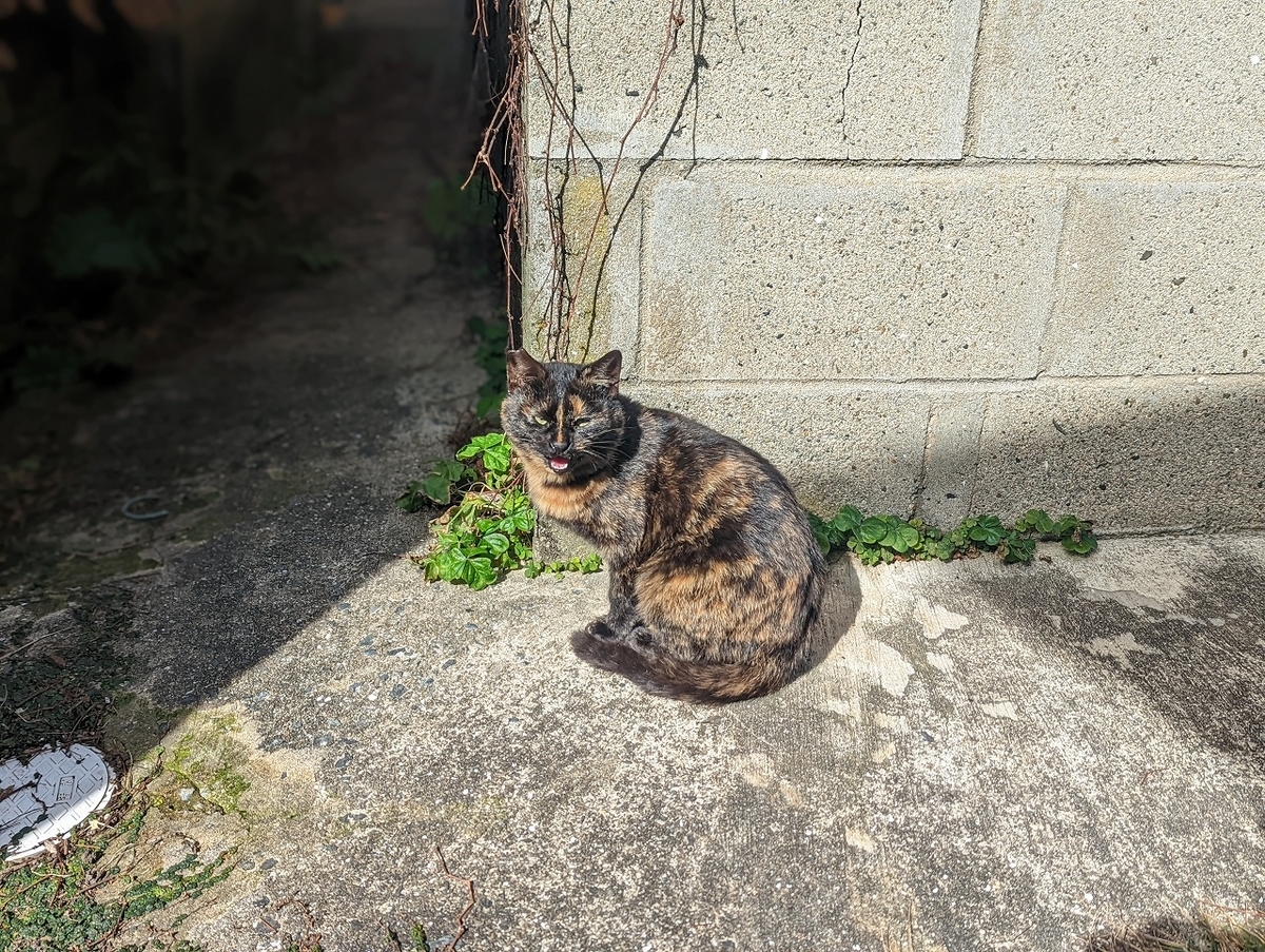 f:id:nekomitsudo:20220201233457j:plain