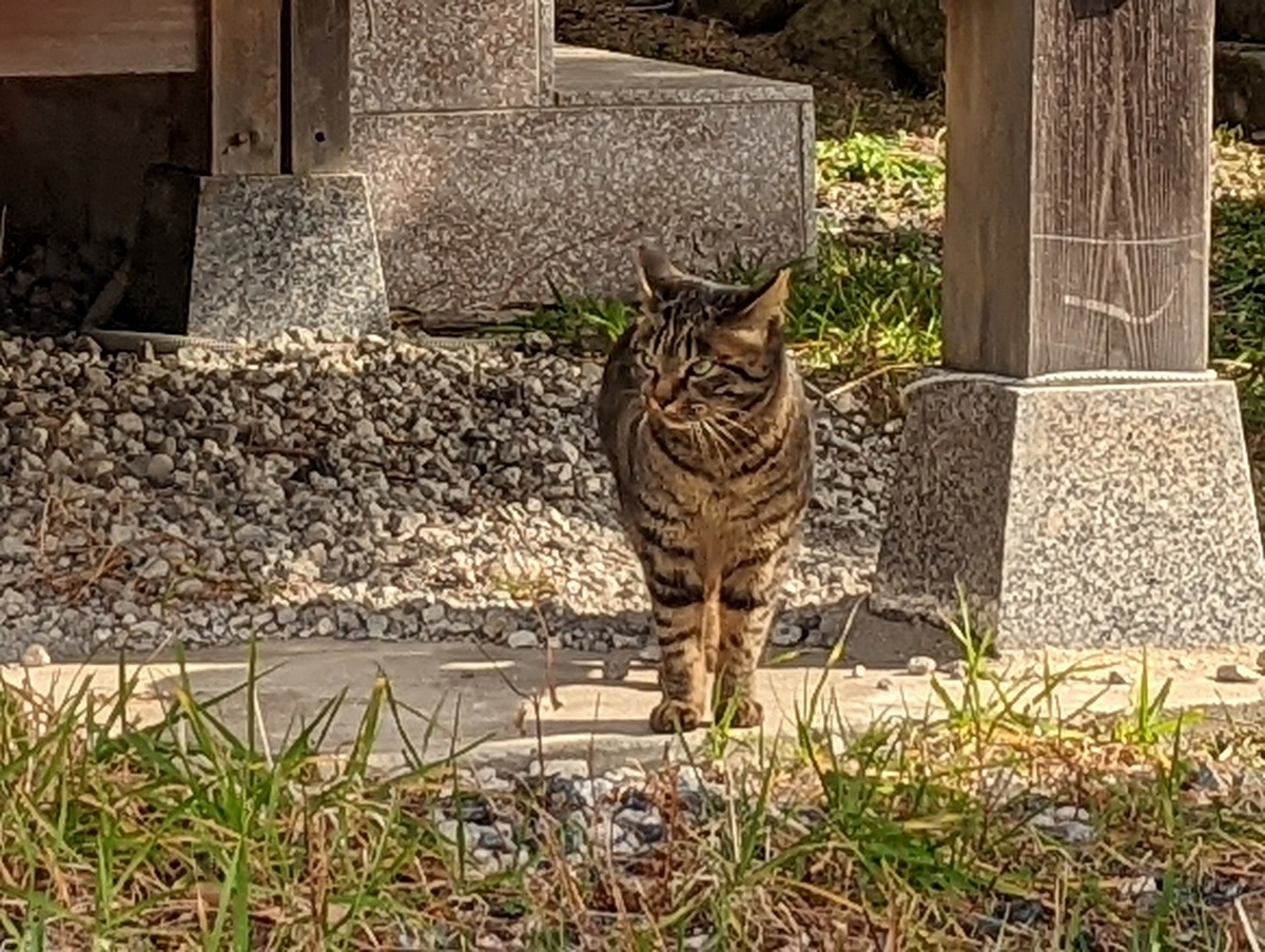 f:id:nekomitsudo:20220201233504j:plain