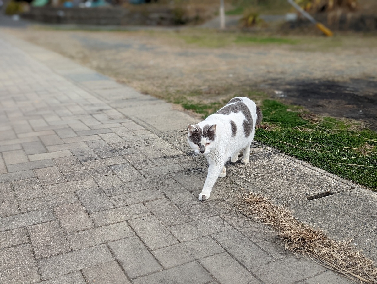 f:id:nekomitsudo:20220201233508j:plain
