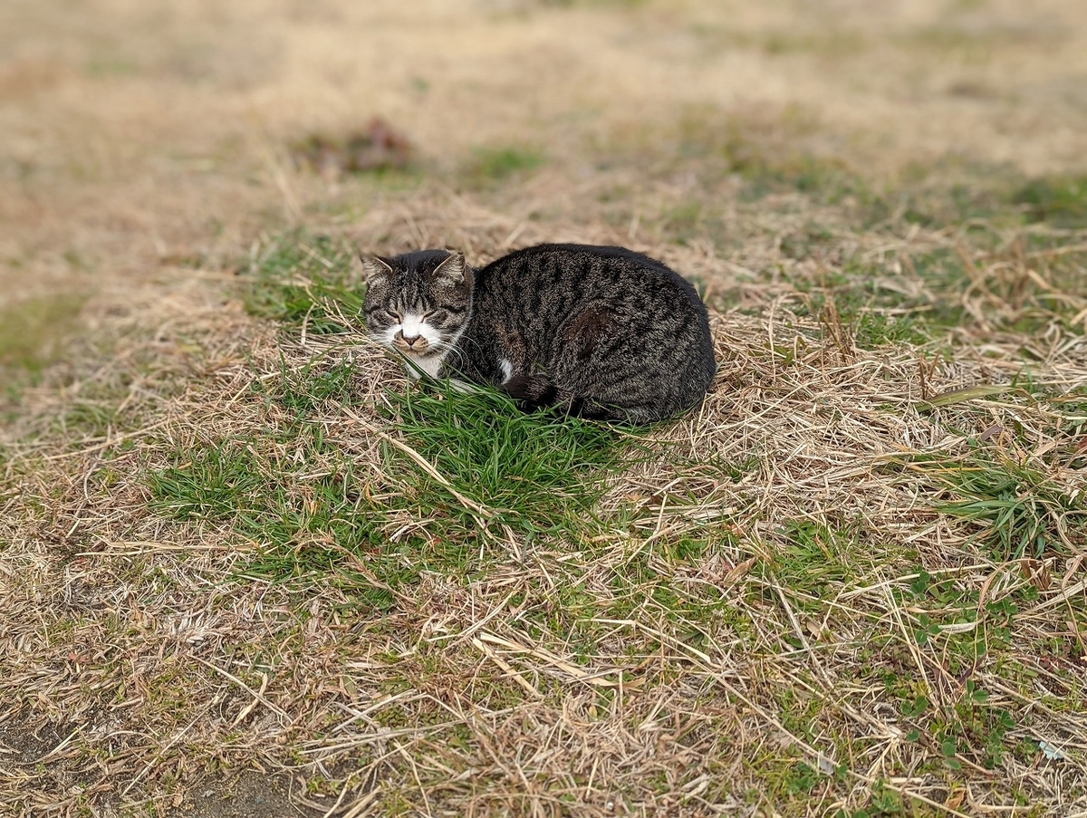 f:id:nekomitsudo:20220201233513j:plain