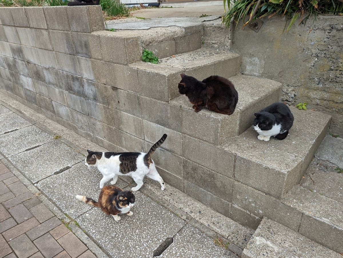 f:id:nekomitsudo:20220201233522j:plain