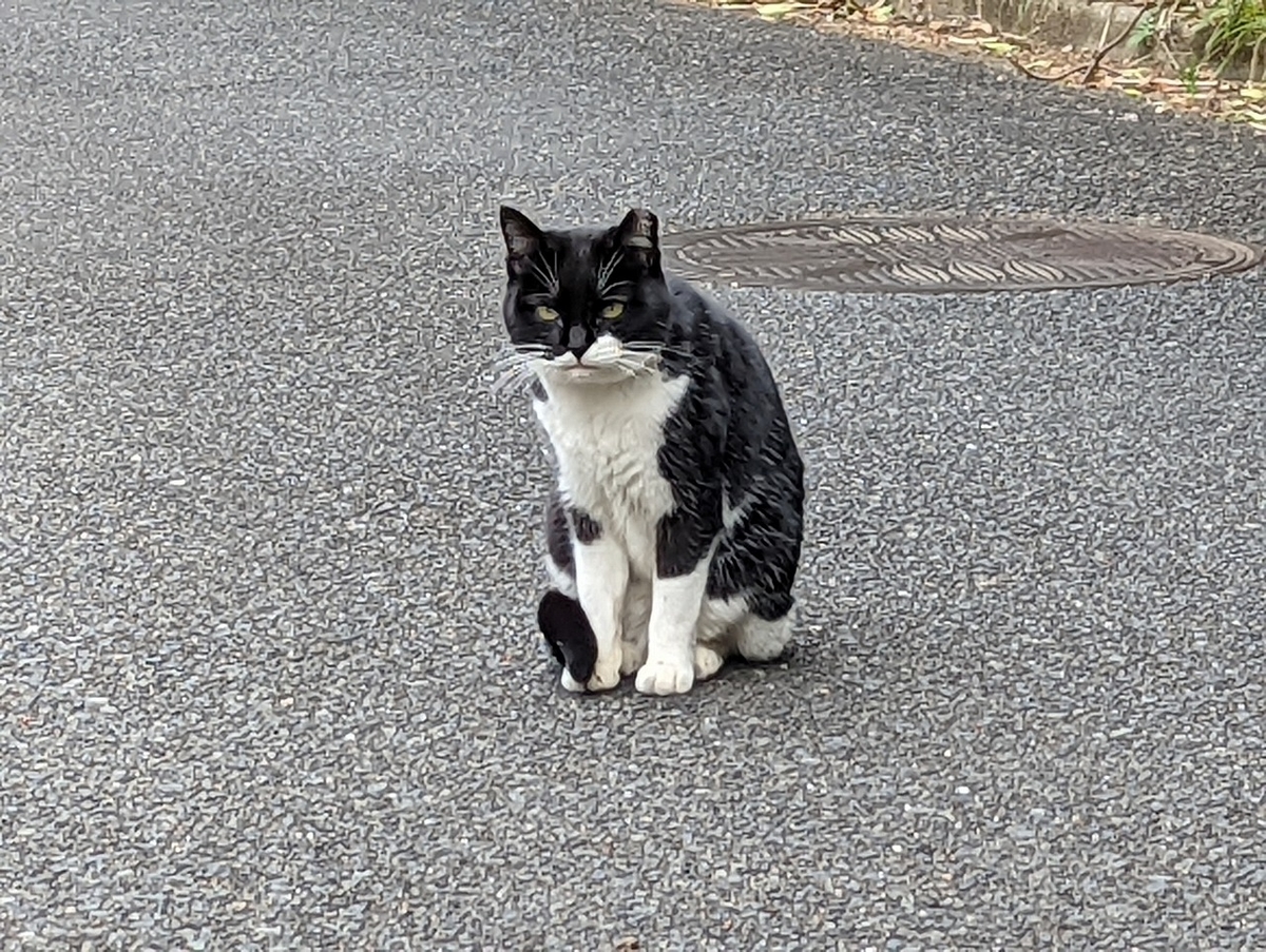 f:id:nekomitsudo:20220201233527j:plain