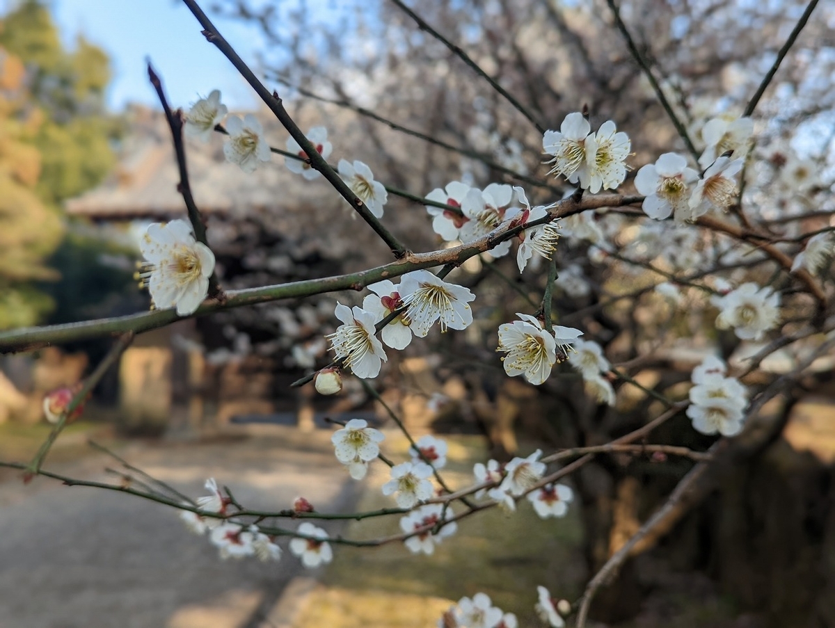f:id:nekomitsudo:20220312134155j:plain