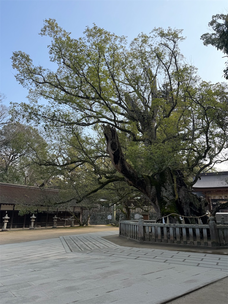 f:id:nekomoss:20260426132533j:image