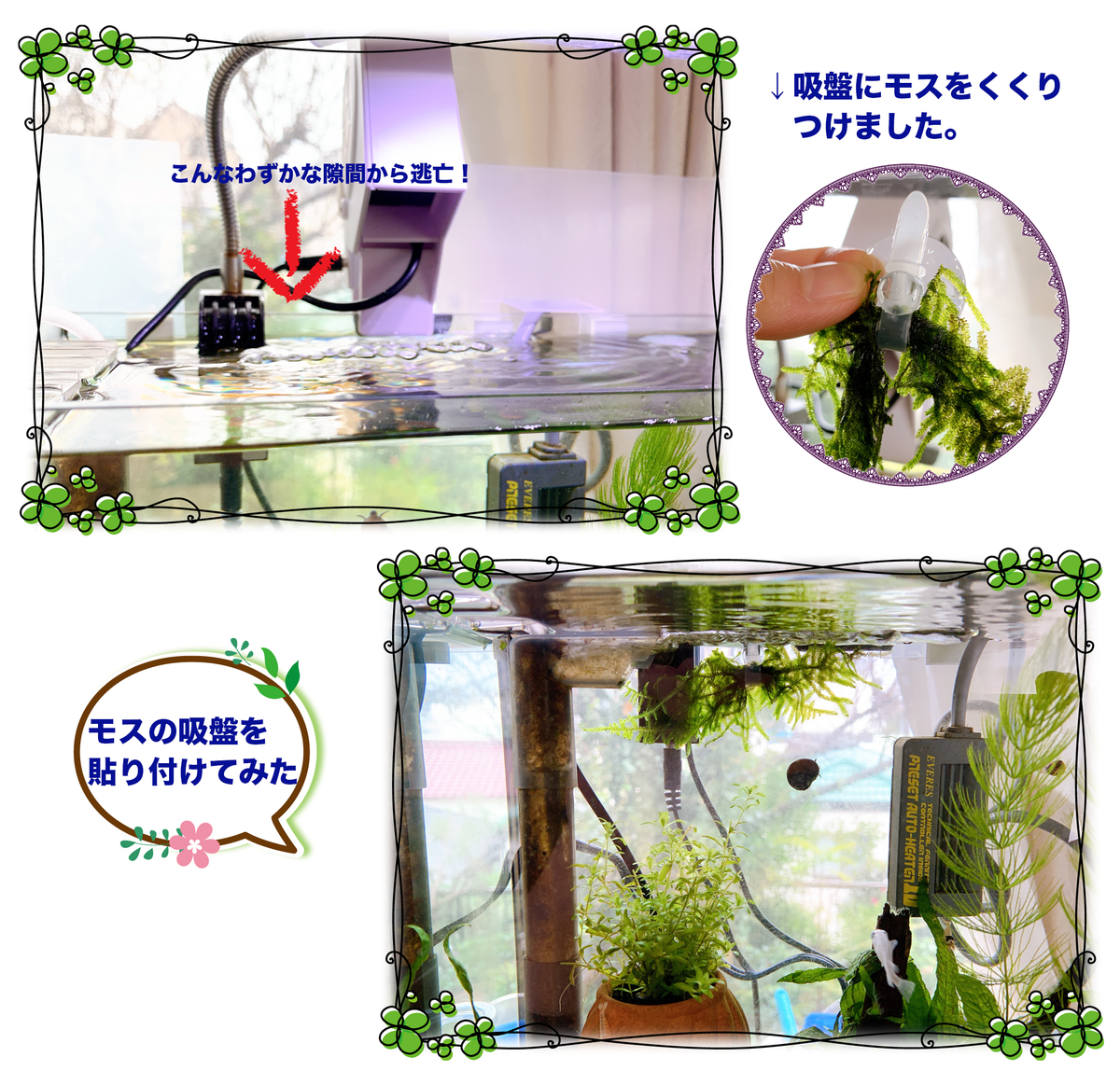 メダカとエビのビオトープ 猫