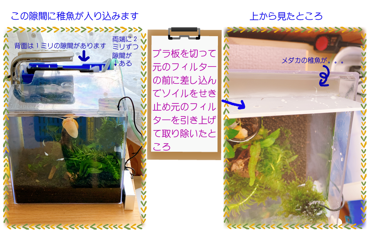 強制水槽リセット メダカとエビのビオトープ 猫