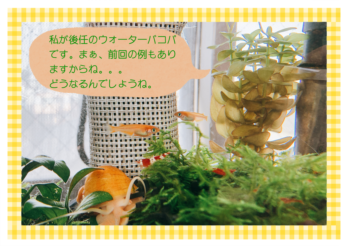 f:id:nekomozurin:20200204112705p:plain f:id:nekomozurin:20200204112705p:plain