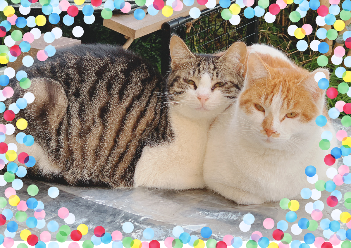 f:id:nekomozurin:20200205113249p:plain f:id:nekomozurin:20200205113249p:plain
