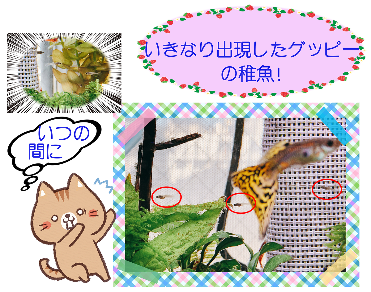 f:id:nekomozurin:20200218101306p:plain f:id:nekomozurin:20200218101306p:plain