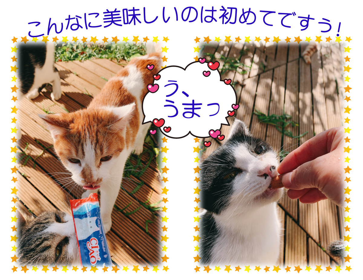 f:id:nekomozurin:20200225092347p:plain f:id:nekomozurin:20200225092347p:plain