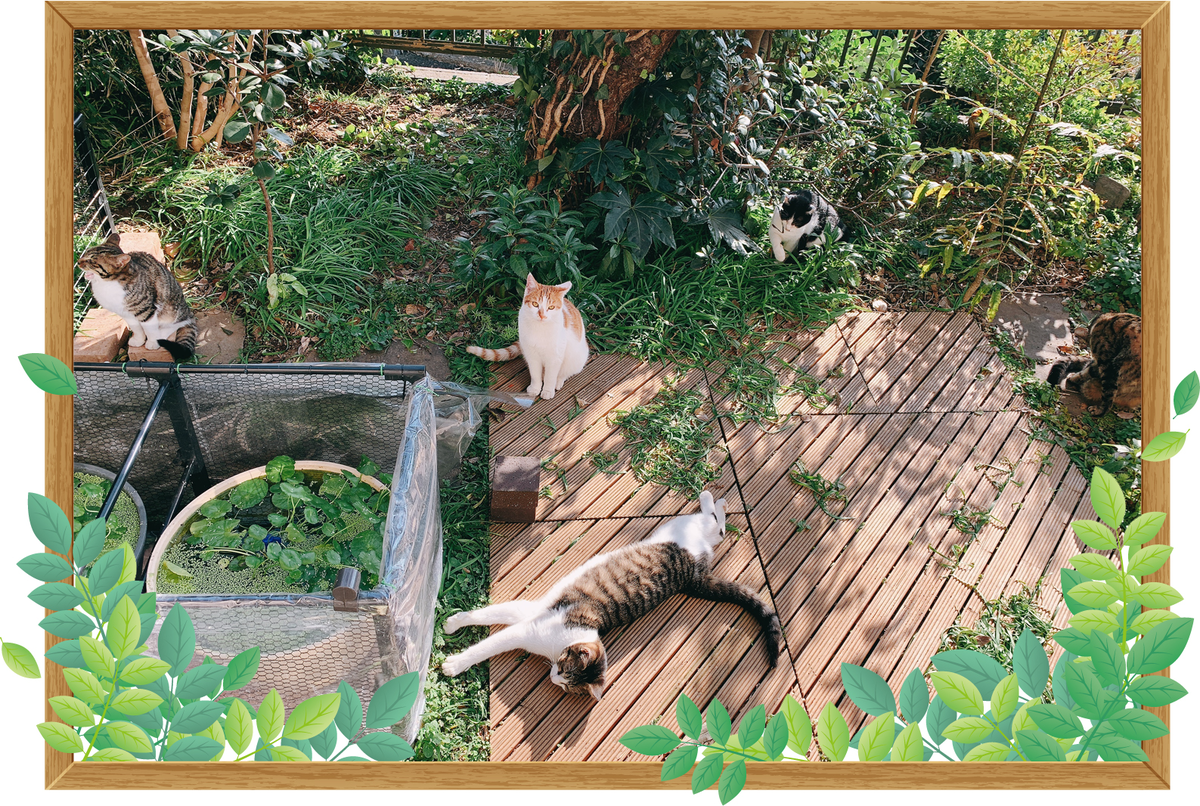 f:id:nekomozurin:20200225093329p:plain f:id:nekomozurin:20200225093329p:plain