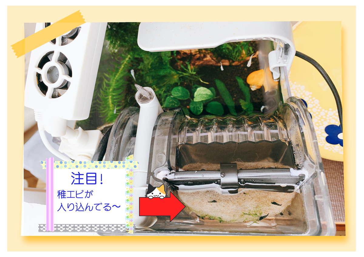 f:id:nekomozurin:20200302104443p:plain f:id:nekomozurin:20200302104443p:plain